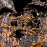 Patologías de la madera. Eliminar termitas barcelona